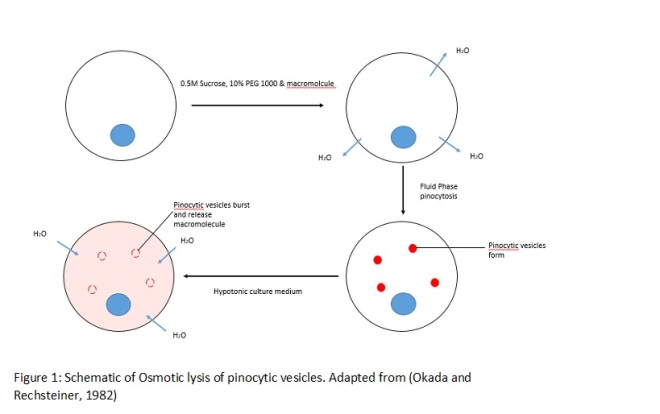 Schematic of Osmotic lysis of pinocytic vesicles